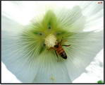 Holly Hock
